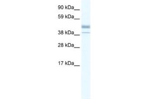 Western Blotting (WB) image for anti-Estrogen-Related Receptor beta (ESRRB) antibody (ABIN2460265) (ESRRB Antikörper)