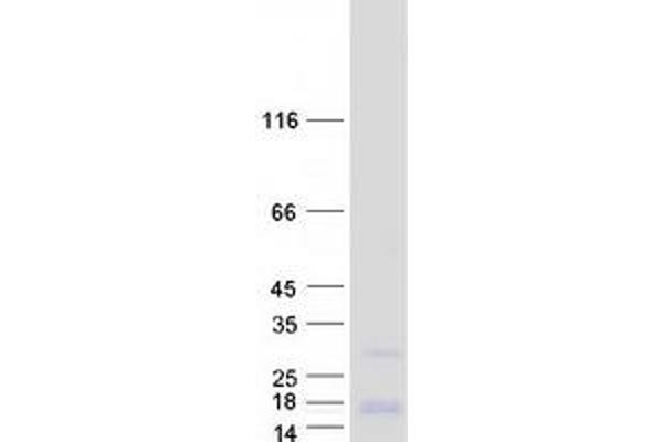 ENHO Protein (Myc-DYKDDDDK Tag)