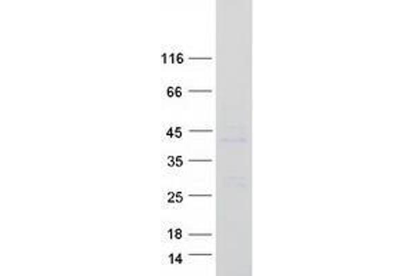 TMEM59 Protein (Myc-DYKDDDDK Tag)