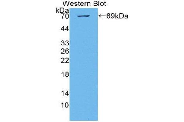 KIAA1524 Antikörper  (AA 230-560)