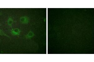 Peptide - +Immunofluorescence analysis of HuvEc cells, using Claudin 3 antibody (#30024). (Claudin 3 Antikörper)