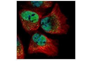 ICC/IF Image Confocal immunofluorescence analysis (Olympus FV10i) of paraformaldehyde-fixed A431, using CLOCK, antibody (Green) at 1:500 dilution. (CLOCK Antikörper  (C-Term))