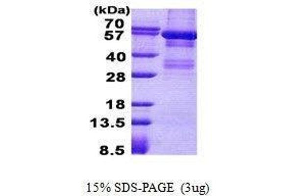 LYN Protein