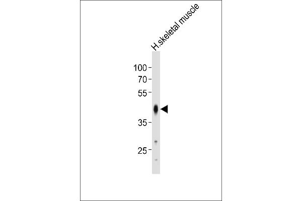 POU5F1B Antikörper  (N-Term)