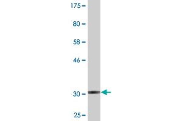 G Protein-Coupled Receptor 182 Antikörper  (AA 1-54)