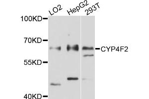 Western blot analysis of extracts of various cell lines, using CYP4F2 antibody (ABIN6003826) at 1/1000 dilution. (CYP4F2 Antikörper)