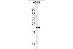 CFD Antibody (N-term) (ABIN656025 and ABIN2845399) western blot analysis in A549 cell line lysates (35 μg/lane). (Adipsin Antikörper  (N-Term))