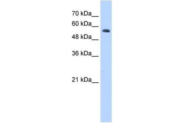 RNF8 Antikörper  (C-Term)