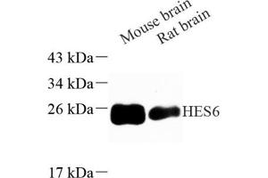 Western blot analysis of HES6 (ABIN7074161) at dilution of 1: 500 (HES6 Antikörper)