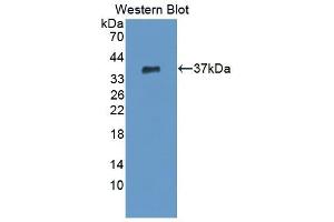 Detection of Recombinant CPSF1, Human using Polyclonal Antibody to Cleavage And Polyadenylation Specific Factor 1 (CPSF1) (CPSF1 Antikörper  (AA 1-300))
