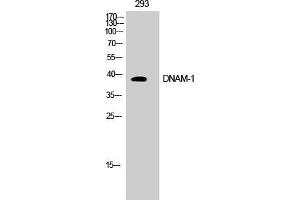 Western Blot (WB) analysis of COS7 cells using DNAM-1 Polyclonal Antibody. (CD226 Antikörper  (Tyr570))