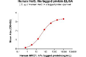 ELISA plate pre-coated by 2 μg/mL (100 μL/well) Human , His tagged protein (ABIN6961140, ABIN7042309 and ABIN7042310) can bind Human , hFc tagged protein ABIN6964402, ABIN7042501 and ABIN7042502 in a linear range of 3. (ERBB3 Protein (AA 20-643) (His tag))