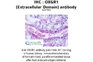 Image no. 1 for anti-Oxoglutarate (Alpha-Ketoglutarate) Receptor 1 (OXGR1) (2nd Extracellular Domain) antibody (ABIN1737720) (OXGR1 Antikörper  (2nd Extracellular Domain))