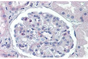 Immunohistochemistry with Human kidney lysate tissue at an antibody concentration of 5. (PODXL Antikörper  (Middle Region))