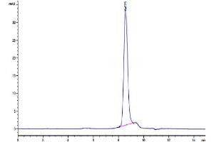 Size-exclusion chromatography-High Pressure Liquid Chromatography (SEC-HPLC) image for CD3E & CD3G protein (His tag) (ABIN7274144)