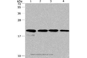 Western blot analysis of PC3 and 293T cell, human liver cancer tissue and hela cell, using PPIF Polyclonal Antibody at dilution of 1:500 (PPIF Antikörper)