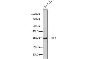 Western blot analysis of extracts of SH-SY5Y cells, using FHL1 Rabbit mAb (ABIN1680536, ABIN3019332, ABIN3019333 and ABIN7101753) at 1:1000 dilution. (FHL1 Antikörper)