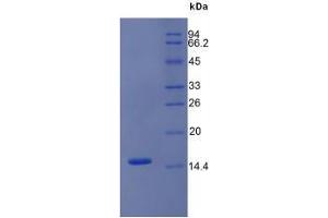 SDS-PAGE analysis of Mouse Trefoil Factor 2 Protein. (Trefoil Factor 2 Protein (TFF2))