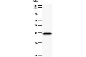 Western Blotting (WB) image for anti-CDC5 Cell Division Cycle 5-Like (S. Pombe) (CDC5L) antibody (ABIN933108) (CDC5L Antikörper)