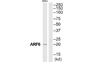Western blot analysis of extracts from COLO205 cells, using ARF6 antibody. (ARF6 Antikörper  (Internal Region))