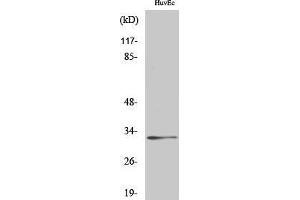 Western Blot (WB) analysis of specific cells using Ribosomal Protein S6 Polyclonal Antibody. (RPS6 Antikörper  (Thr821))