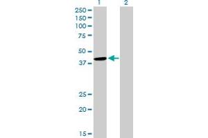 Western Blot analysis of CYTH2 expression in transfected 293T cell line by CYTH2 MaxPab polyclonal antibody. (Cytohesin 2 Antikörper  (AA 1-400))