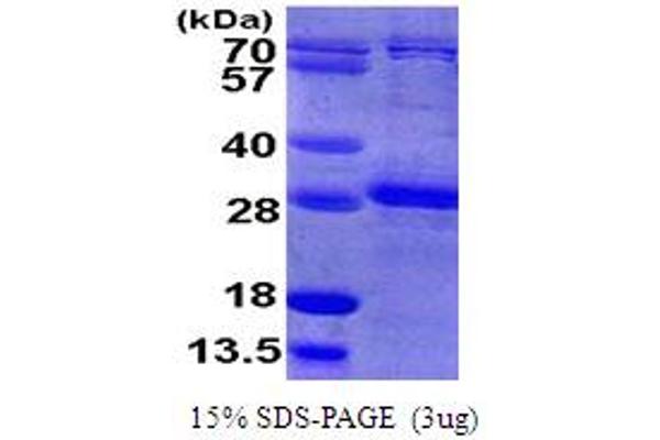 RHOB Protein (AA 1-193) (His tag)