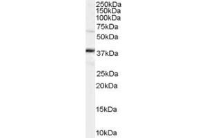 Western Blotting (WB) image for anti-POU Class 5 Homeobox 1 (POU5F1) (AA 350-360) antibody (ABIN290368) (OCT4 Antikörper  (AA 350-360))