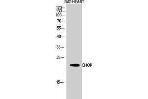 Western Blot analysis of RAT-HEART cells using CHOP Polyclonal Antibody diluted at 1:1000. (DDIT3 Antikörper  (AA 60-140))