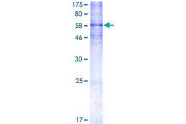 HTR7 Protein (AA 1-432) (GST tag)