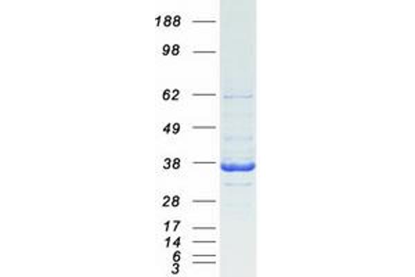 CAPZA1 Protein (Myc-DYKDDDDK Tag)