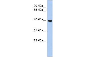 STOML3 antibody used at 1 ug/ml to detect target protein. (STOML3 Antikörper)