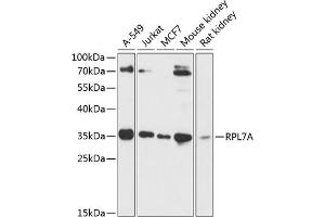 Western blot analysis of extracts of various cell lines, using RPL7A antibody (ABIN6128658, ABIN6147151, ABIN6147153 and ABIN6218286) at 1:3000 dilution. (RPL7A Antikörper  (AA 1-266))