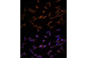 Immunofluorescence analysis of PC-12 cells using [KO Validated] AMPKα2 Rabbit pAb (ABIN6129903, ABIN6146170, ABIN6146172 and ABIN6218273) at dilution of 1:150 (40x lens). (PRKAA2 Antikörper  (AA 343-552))
