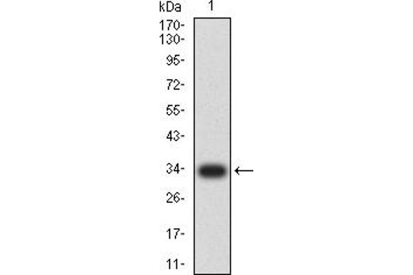 NEUROD1 Antikörper  (AA 26-91)