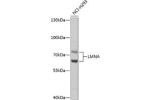 Western blot analysis of extracts of NCI-H293 cells, using LMNA antibody (ABIN6133798 and ABIN6143078). (Lamin A/C Antikörper)