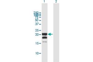 Western Blot analysis of IFNG expression in transfected 293T cell line by IFNG MaxPab polyclonal antibody. (Interferon gamma Antikörper  (AA 1-166))