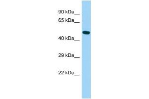 Host: Rabbit Target Name: ARRDC4 Sample Type: Fetal Liver lysates Antibody Dilution: 1. (ARRDC4 Antikörper  (N-Term))