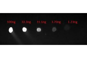 Dot Blot of Goat Anti-HUMAN IgG F(c) Fluorescein Conjugated Antibody. (Ziege anti-Human IgG (Fc Region) Antikörper (FITC) - Preadsorbed)