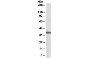 Western blot testing of rat lung lysate with Ephrin B2 antibody at 0. (Ephrin B2 Antikörper)