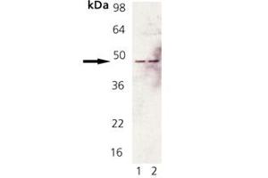 Western Blot Analysis of Fas pAb : Lane 1: Rat Brain Tissue Extract, Lane 2: Mouse Brain Tissue Extract. (FAS Antikörper)