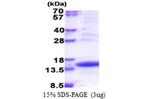 SDS-PAGE (SDS) image for Translocase of Inner Mitochondrial Membrane 8A (TIMM8A) (AA 1-97) protein (His tag) (ABIN5853449) (TIMM8A/DDP Protein (AA 1-97) (His tag))