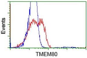 HEK293T cells transfected with either RC202288 overexpress plasmid (Red) or empty vector control plasmid (Blue) were immunostained by anti-TMEM80 antibody (ABIN2453727), and then analyzed by flow cytometry. (TMEM80 Antikörper)