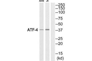 Western Blotting (WB) image for anti-Activating Transcription Factor 4 (Tax-Responsive Enhancer Element B67) (ATF4) (Ser219) antibody (ABIN1848394) (ATF4 Antikörper  (Ser219))