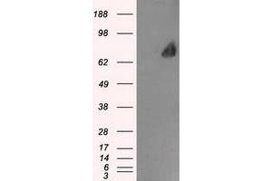 Image no. 1 for anti-Leukotriene A4 Hydrolase (LTA4H) antibody (ABIN1499215) (LTA4H Antikörper)