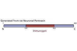 Image no. 3 for anti-Neuronal Pentraxin (AA 137-312) antibody (ABIN967925) (Neuronal Pentraxin (AA 137-312) Antikörper)