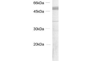 Western Blotting (WB) image for anti-Tubulin delta 2 (AA 443-449) antibody (ABIN1742551) (Tubulin delta 2 (AA 443-449) Antikörper)