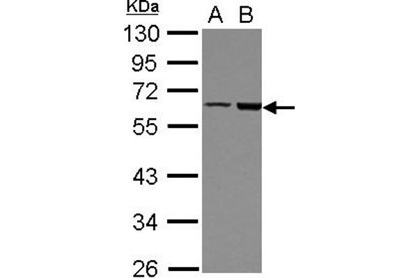 FRMD8 Antikörper  (AA 217-452)