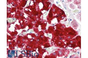 ABIN5900099 (5 µg/ml) staining of paraffin embedded Human Adrenal Gland. (DBH Antikörper  (AA 437-448))