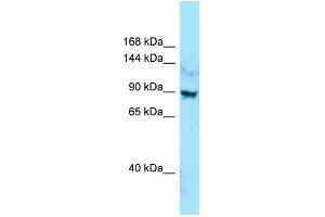 WB Suggested Anti-LRRC7 Antibody Titration: 1. (LRRC7 Antikörper  (C-Term))